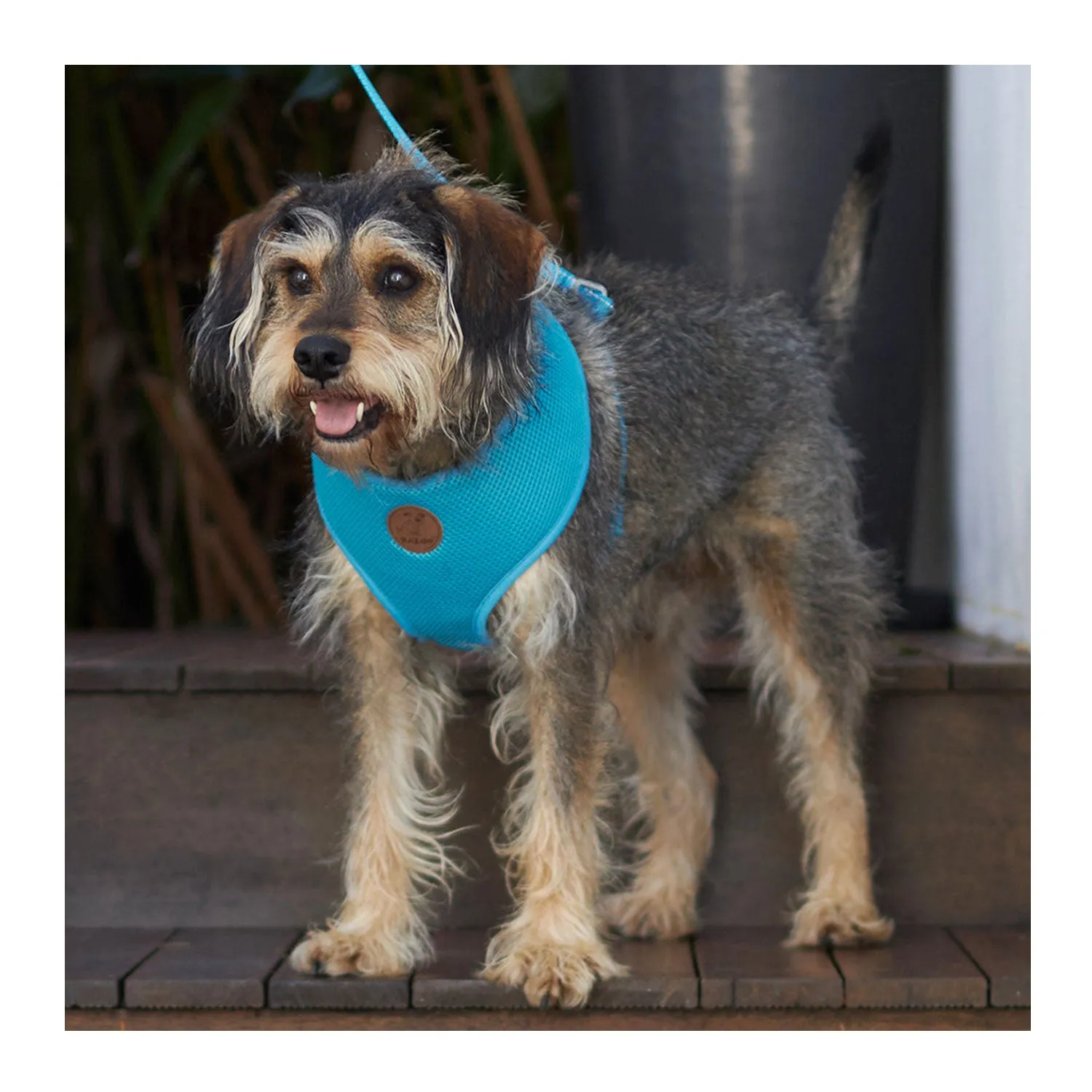 Kazoo Classic Soft Walking Dog Harness Aqua